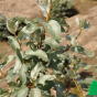 Лох серебристый (Elaeagnus communtata)