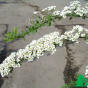 Спирея серая "Грефшейм" (Spiraea cinerea Grefsheim)