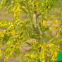 Ясень пенсильванский "Аукубифолия" (Fraxinus pennsylvanica Aucubifolia)