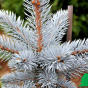 Ель колючая "Хупси" (Picea pungens Hoopsii)