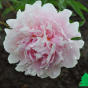 Пион молочноцветковый "Леди Александра Дафф" (Paeonia Lactiflora Hybriden Lady Alexandra Duff)