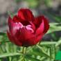 Пион молочноцветковый ''Эрли Скаут'' (Paeonia Early Scout)