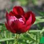 Пион молочноцветковый ''Эрли Скаут'' (Paeonia Early Scout)