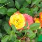 Роза "Румба" (Rose Rumba)