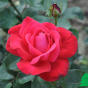 Роза "Дам де Кер" (Rose Dame de Couer)
