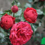 Роза "Фортепиано" (Rose Piano)
