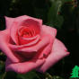 Роза "Карина" (Rose Carina)