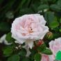 Роза "Нью Доун" (Rose New Dawn)