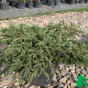 Можжевельник обыкновенный "Грин Карпет" (Jniperus communis Green Carpet)