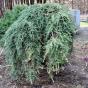 Тсуга канадская "Пендула" (Tsuga canadensis Pendula)