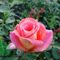 Роза "Пикадилли " (Rose Piccadilli)