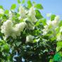 Сирень обыкновенная "Примрозе" (Syringa vulgaris Primrose)