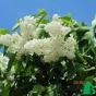 Сирень обыкновенная "Монблан" (Syringa vulgaris Mont Blanc)