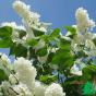 Сирень обыкновенная "Флора" ( Syringa vulgaris Flora)