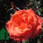 Роза "Леди Роуз" (Rose Lady Rose)