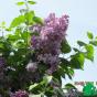 Сирень обыкновенная "Мечта" (Syringa vulgaris Mechta)