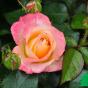 Роза "Британия" (Rose Britannia) 