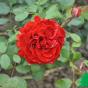 Роза "Паприка" (Rose Paprika)