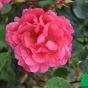 Роза "Лихтерло"  (Rose Lichterloh)