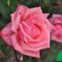 Роза "Бель Анж" (Rose Bel Ange)