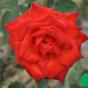 Роза "Лидка" (Rose Lidka)