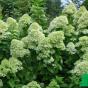 Гортензия метельчатая "Лаймлайт" (Hydrangea paniculata Limelight)