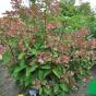 Гортензия метельчатая "Дарума" (Hydrangea paniculata Dharuma)