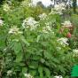 Гортензия метельчатая "Ла вастериал" ГРЕЙТ СТАР (Hydrangea paniculata Le Vasterival GREAT STAR)