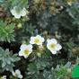 Лапчатка кустарниковая "Тилфорд Крим" (Potentilla fruticosa Tilford Cream)