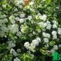 Спирея дубравколистная (Spiraea chamaedryfolia)