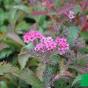 Спирея японская "Криспа" (Spiraea japonica Crispa)