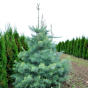 Abies concolor