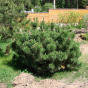 Сосна горная (Pinus mugo)