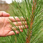 Pinus nigra