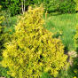 Thuja occidentalis Yellow Ribbon