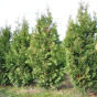 Thuja occidentalis Spiralis