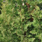 Thuja occidentalis Spiralis