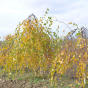 Betula pendula Youngii