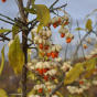 Euonymus europaeus Albus