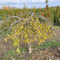 Ulmus glabra Camperdownii