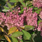 Hydrangea paniculata Grandiflora