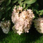 Hydrangea paniculata Grandiflora