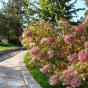 Hydrangea paniculata Grandiflora