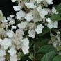 Hydrangea paniculata Pink Diamont