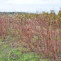 Cornus alba Elegantissima