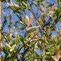 Salix integra Hakuro-Nishiki