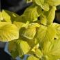 Viburnum lantana Aureum