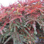 Cotoneaster horizontalis