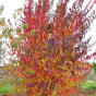 Acer tataricum ginnala