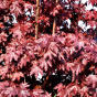 Acer platanoides Crimson Sentry